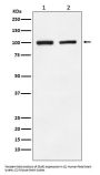 Anti-GluR2 Monoclonal Antibody