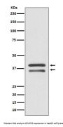 Anti-MEK3 MAP2K3 Rabbit Monoclonal Antibody