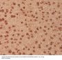 Anti-MEK3 MAP2K3 Rabbit Monoclonal Antibody