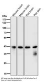Anti-MEK3/MEK6 MAP2K3 Rabbit Monoclonal Antibody
