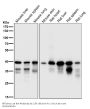 Anti-MEK3/MEK6 MAP2K3 Rabbit Monoclonal Antibody