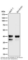 Anti-MEK3/MEK6 MAP2K3 Rabbit Monoclonal Antibody