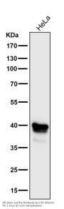 Anti-MEK3/MEK6 MAP2K3 Rabbit Monoclonal Antibody