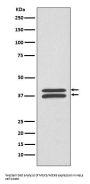 Anti-MEK3/MEK6 MAP2K3 Rabbit Monoclonal Antibody