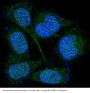 Anti-MEK3/MEK6 MAP2K3 Rabbit Monoclonal Antibody