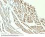 Anti-NSE gamma (Neuron Specific Enolase, gamma) (Neuroendocrine Marker) ENO2 Monoclonal Antibody