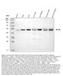 Anti-Integrin linked ILK Antibody Picoband® (monoclonal, 3C7E1)