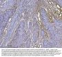 Anti-Integrin linked ILK Antibody Picoband® (monoclonal, 3C7E1)