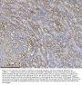 Anti-Integrin linked ILK Antibody Picoband® (monoclonal, 3C7E1)