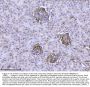 Anti-Integrin linked ILK Antibody Picoband® (monoclonal, 3C7E1)