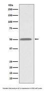 Anti-ILK/Integrin Linked Ilk Rabbit Monoclonal Antibody