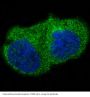 Anti-ILK/Integrin Linked Ilk Rabbit Monoclonal Antibody