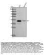 Anti-Islet 1 Rabbit Monoclonal Antibody