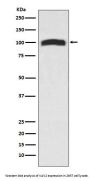Anti-VAV2 Rabbit Monoclonal Antibody