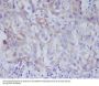 Anti-VAV2 Rabbit Monoclonal Antibody