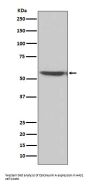 Anti-Calcineurin A Rabbit Monoclonal Antibody