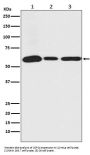 Anti-USP14 Rabbit Monoclonal Antibody