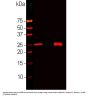 Anti-Calbindin Monoclonal Antibody