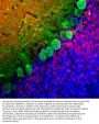 Anti-Calbindin Monoclonal Antibody
