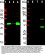 Anti-Calbindin Antibody