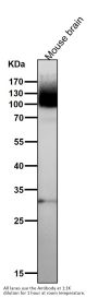 Anti-mGluR1 GRM1 Rabbit Monoclonal Antibody
