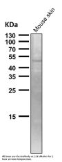 Anti-TRAF4 Rabbit Monoclonal Antibody