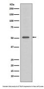 Anti-TRAF4 Rabbit Monoclonal Antibody