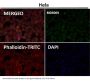 Anti-TRAF4 Rabbit Monoclonal Antibody