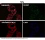 Anti-TRAF4 Rabbit Monoclonal Antibody