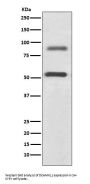Anti-DCAMKL1 Rabbit Monoclonal Antibody