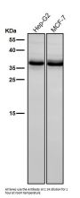 Anti-BNIP3L/Nix Rabbit Monoclonal Antibody