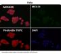 Anti-Clathrin heavy chain Rabbit Monoclonal Antibody