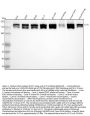 Anti-Clathrin heavy chain Rabbit Monoclonal Antibody