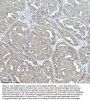 Anti-Clathrin heavy chain Rabbit Monoclonal Antibody