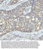 Anti-Clathrin heavy chain Rabbit Monoclonal Antibody