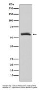 Anti-Muscarinic Acetylcholine Receptor M3 Rabbit Monoclonal Antibody