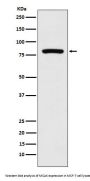Anti-MCAK Rabbit Monoclonal Antibody