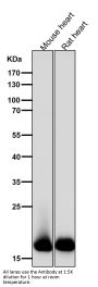 Anti-Myosin Light Chain 2 Rabbit Monoclonal Antibody