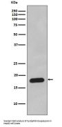 Anti-Cyclophilin B PPIB Rabbit Monoclonal Antibody