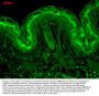 Anti-CaMKII (Alpha-Specific) Monoclonal Antibody