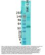Anti-CaMKII (Alpha-Specific) Monoclonal Antibody