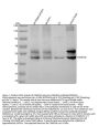 Anti-CaMKII alpha CAMK2A Rabbit Monoclonal Antibody