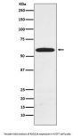 Anti-RAD23A Rabbit Monoclonal Antibody