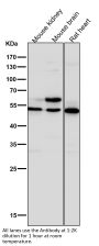 Anti-GLUT3 SLC2A3 Rabbit Monoclonal Antibody