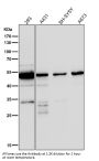 Anti-GLUT3 SLC2A3 Rabbit Monoclonal Antibody