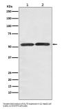 Anti-GLUT3 SLC2A3 Rabbit Monoclonal Antibody
