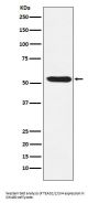 Anti-TEAD1/2/3/4 Rabbit Monoclonal Antibody