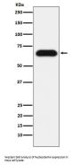 Anti-Nucleostemin Rabbit Monoclonal Antibody