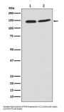 Anti-PHF8 Monoclonal Antibody