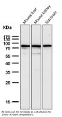 Anti-SUN2 Rabbit Monoclonal Antibody